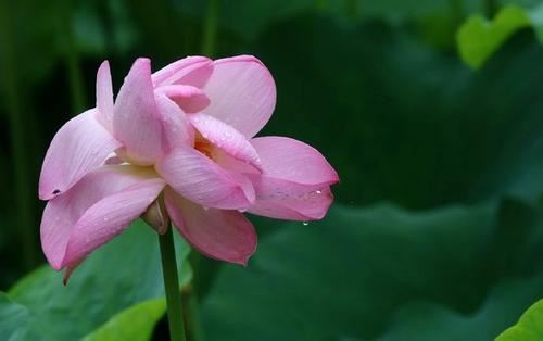 爱情和合术 挽回你的爱情做个尝试