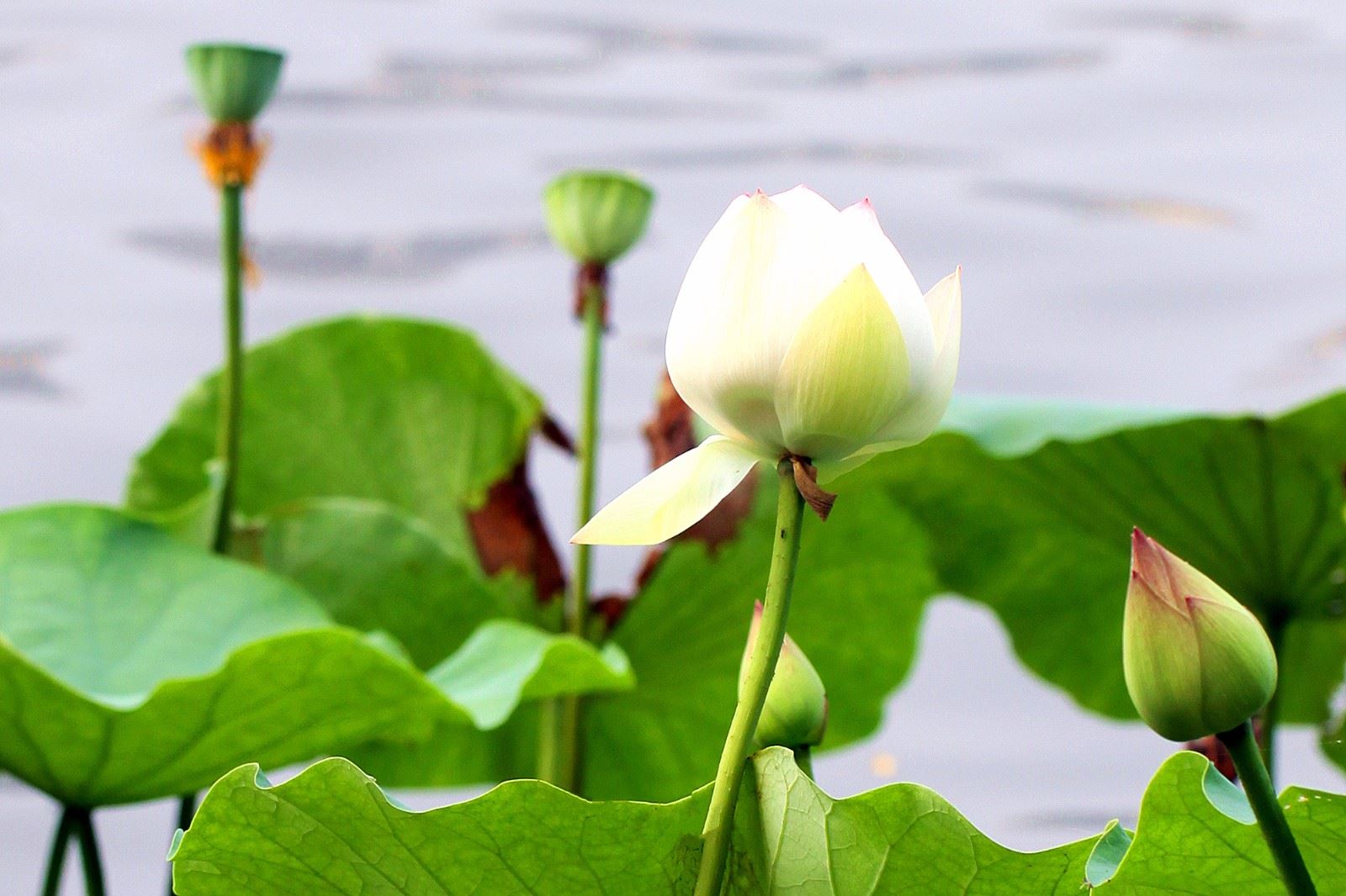 堕胎婴灵报复母亲是真是假，有报恩的婴灵吗？