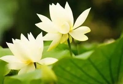 补财库法事如何进行？与还阴债有哪些区别