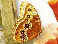 为什么做试管助孕必须要监测AMH值？